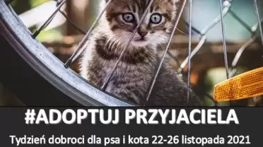 Wsparliśmy Kocie Ranczo i Azyl dla psów image